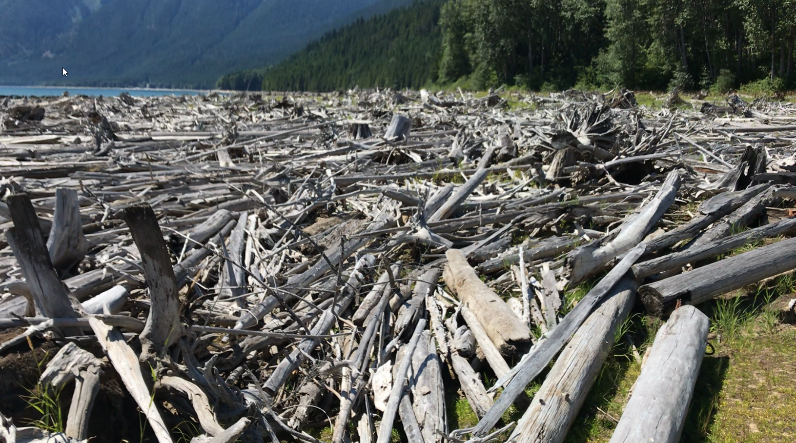 Collection of Woody Debris in Ross Lake Reservoir