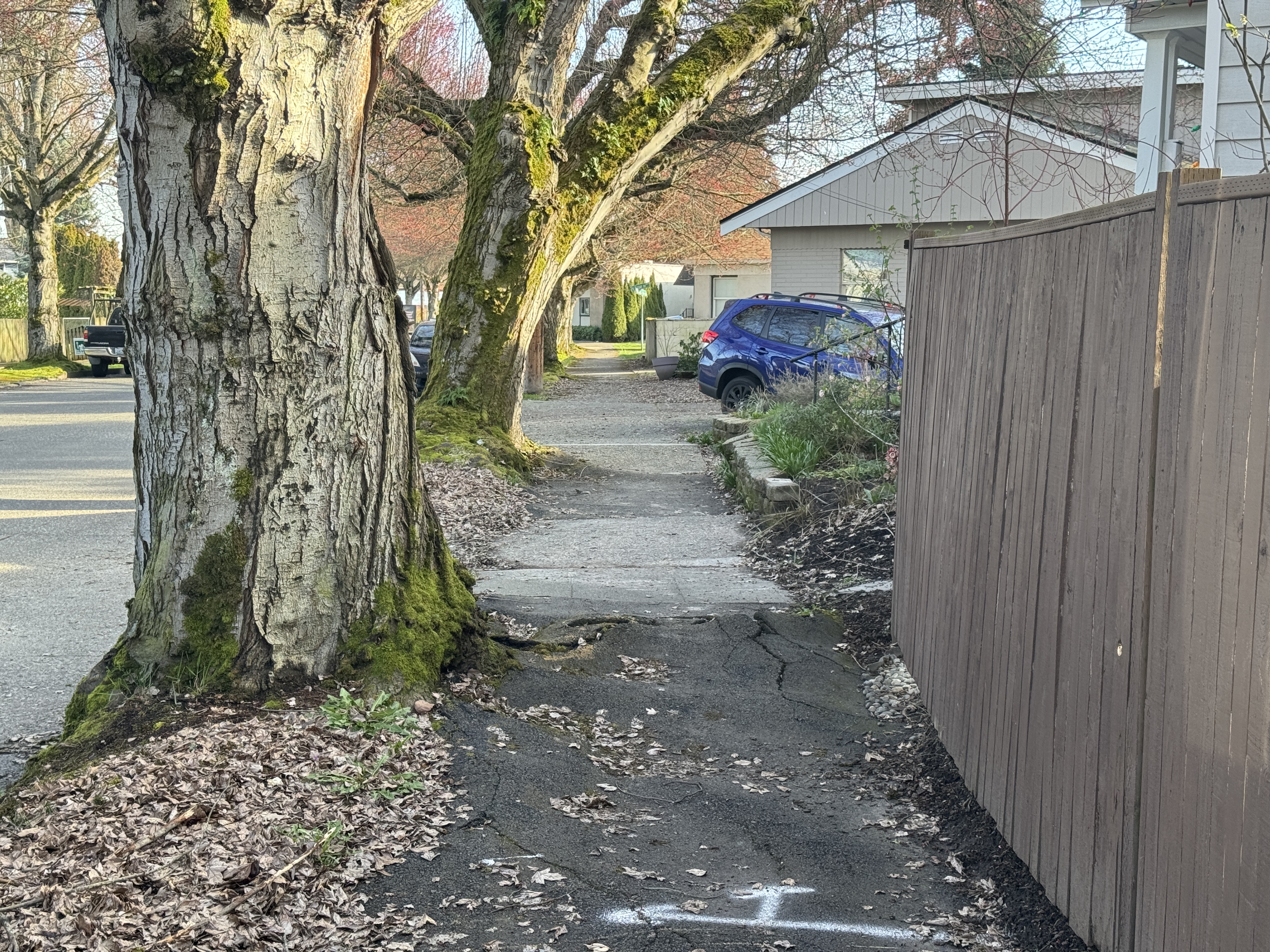 A large tree's roots causes damage and sidewalk upheaval along Dallas Ave S