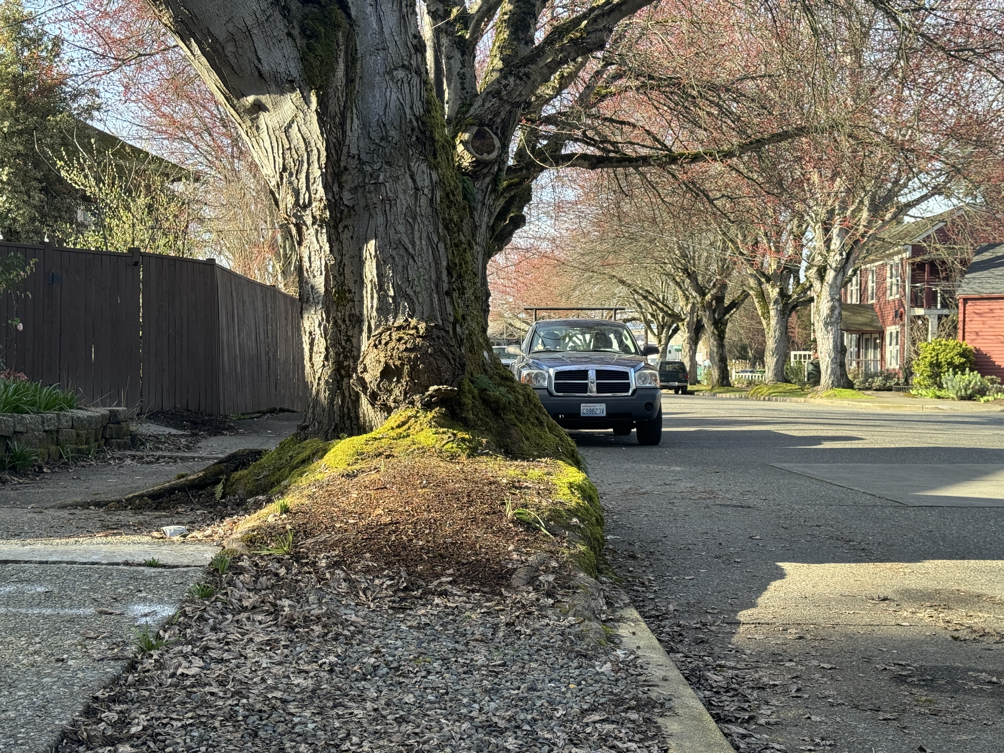 A tree's roots are overgrown and severely constrained by the narrow planting strips on Dallas Ave S