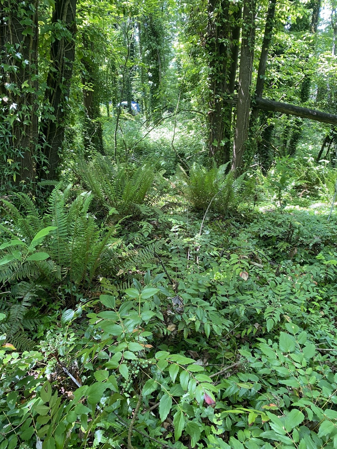 Forest site with English Ivy on trees and native plants in the understory