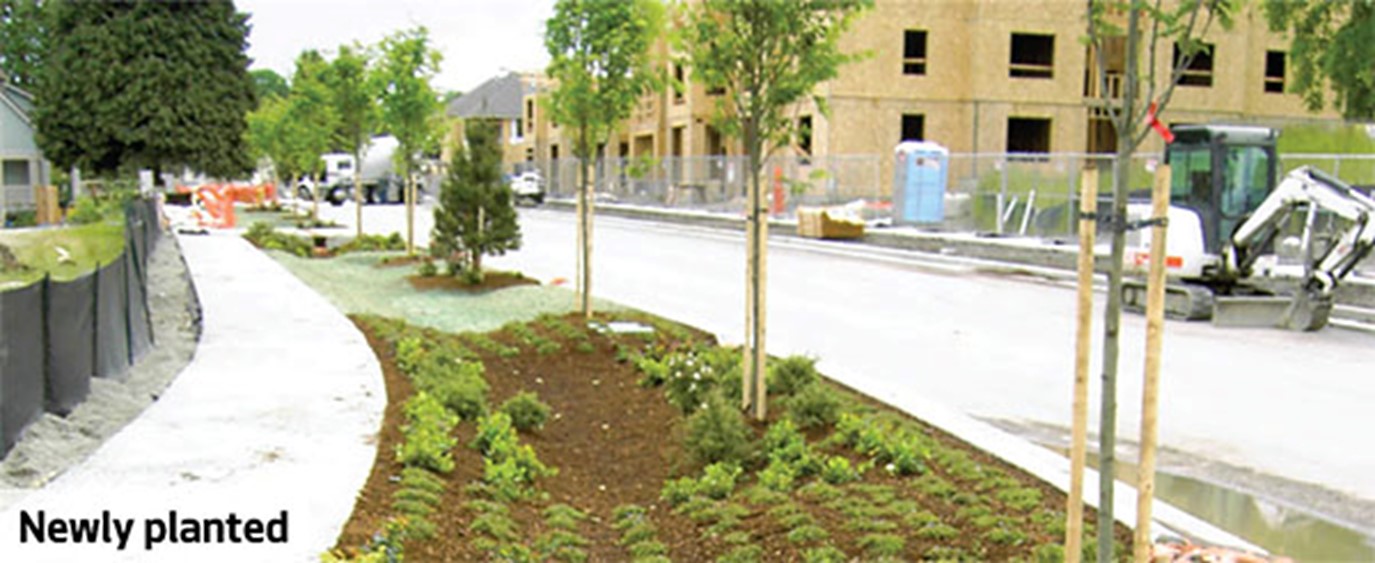 Street with newlyplanted natural drainage system.
