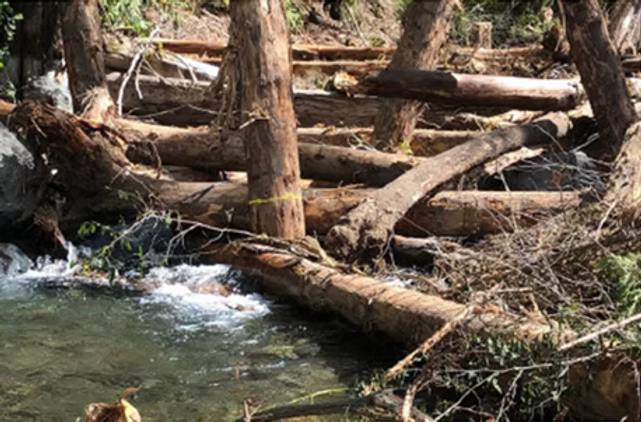 A creek flows over fallen logs