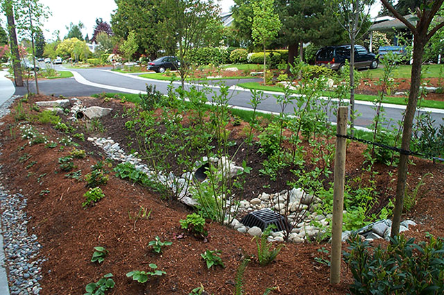 Seattle street swale, part of a natural drainage system.
