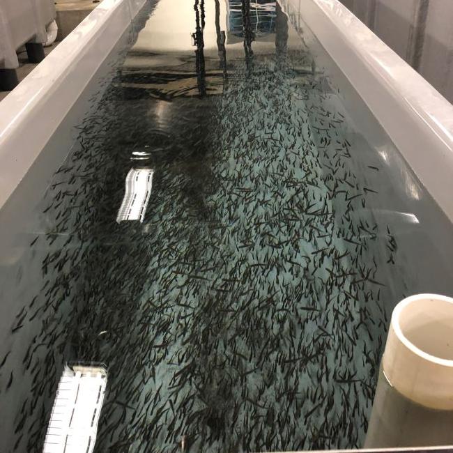 Salmon fry in a tank.