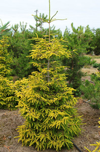 Young Skylands Oriental spruce