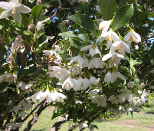 Spring Shower Japanese snowbell flowers