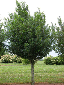 Spring Showers Japanese snowbell form