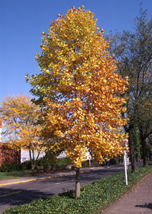 Tulip tree fall color