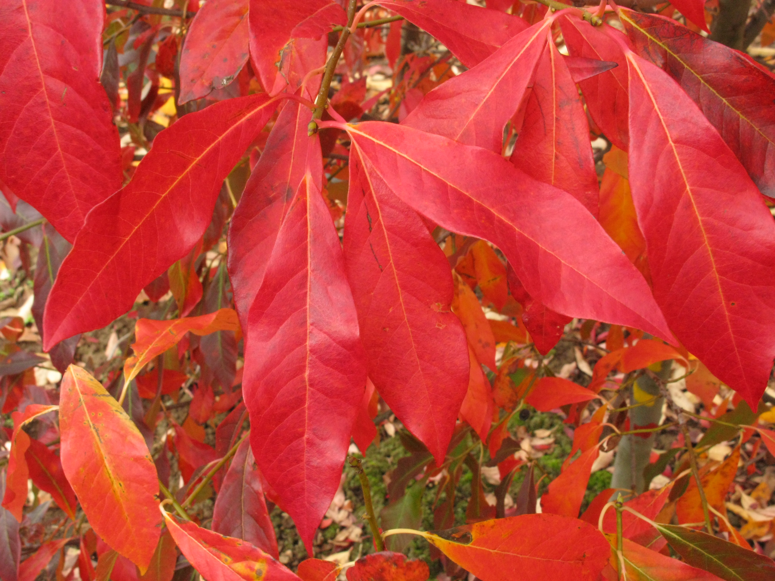 Afterburner Black Tupelo