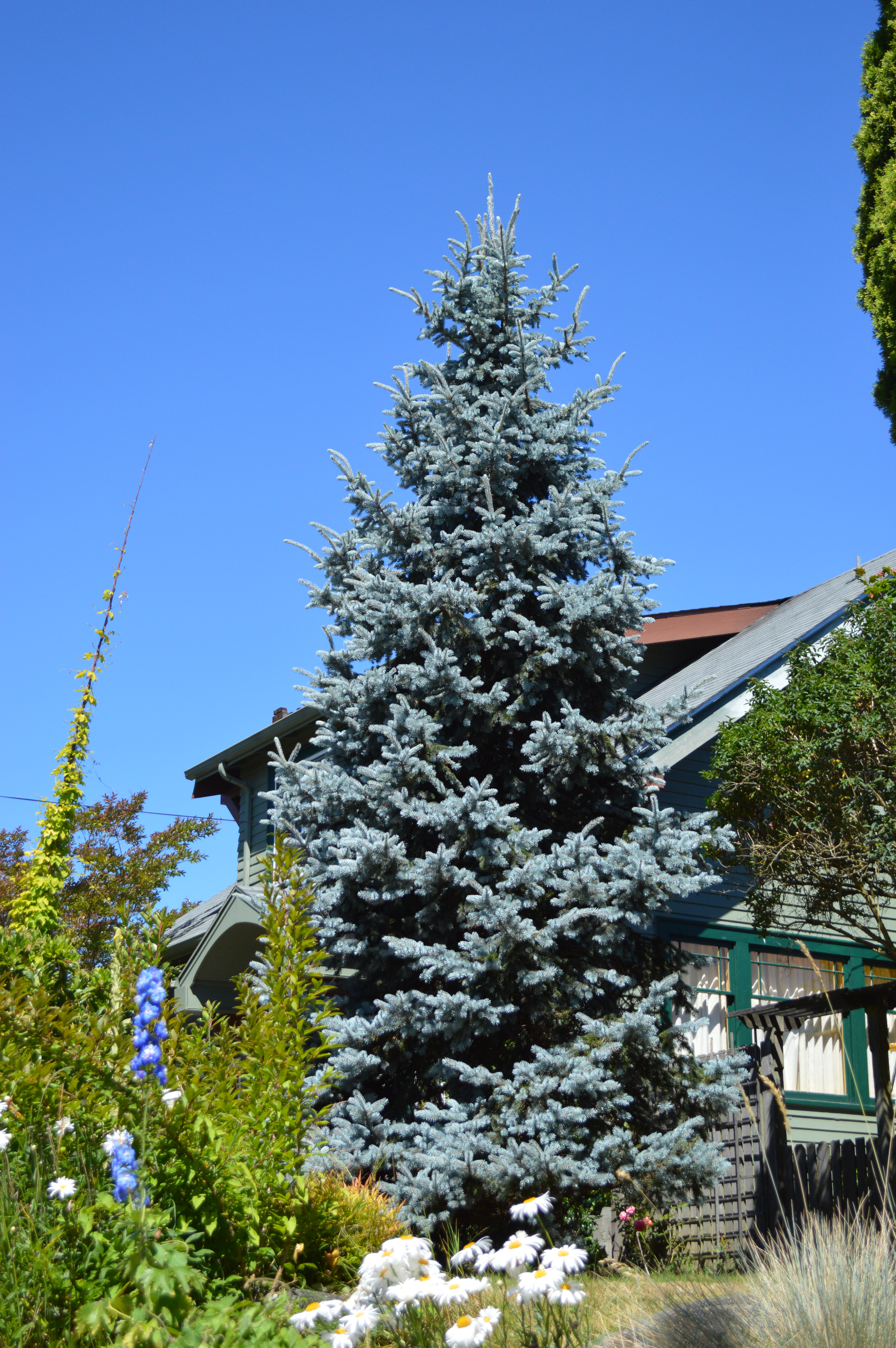 Baby Blue Eyes Spruce