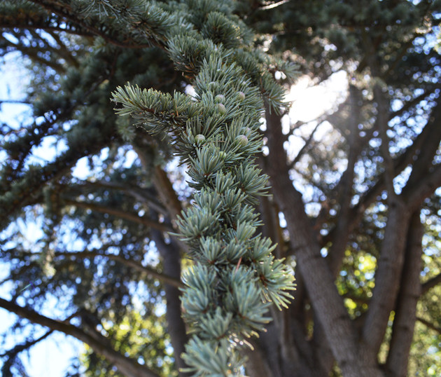 Closeup of Blue Atlas Cedar needles with tree form behind