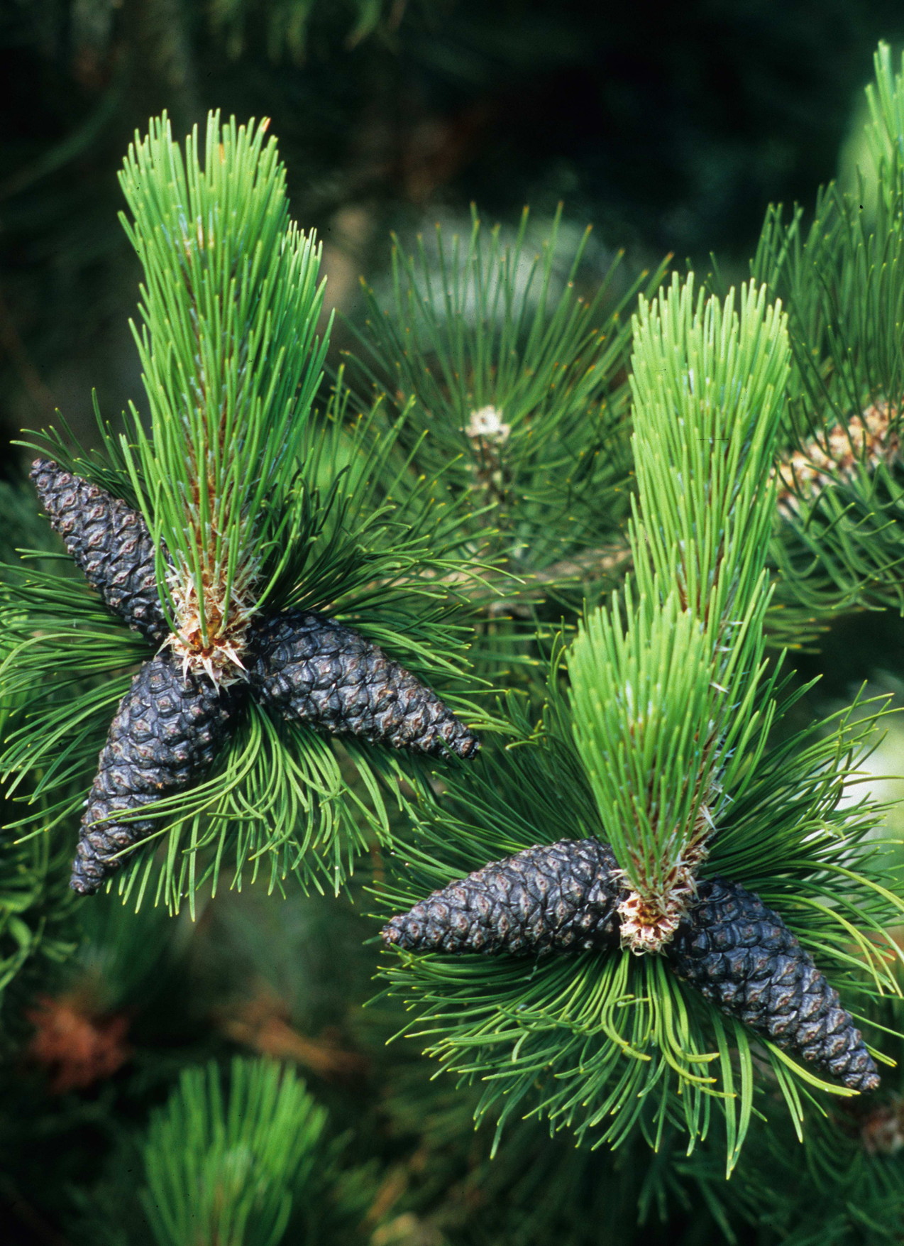 Bosnian Pine Cones