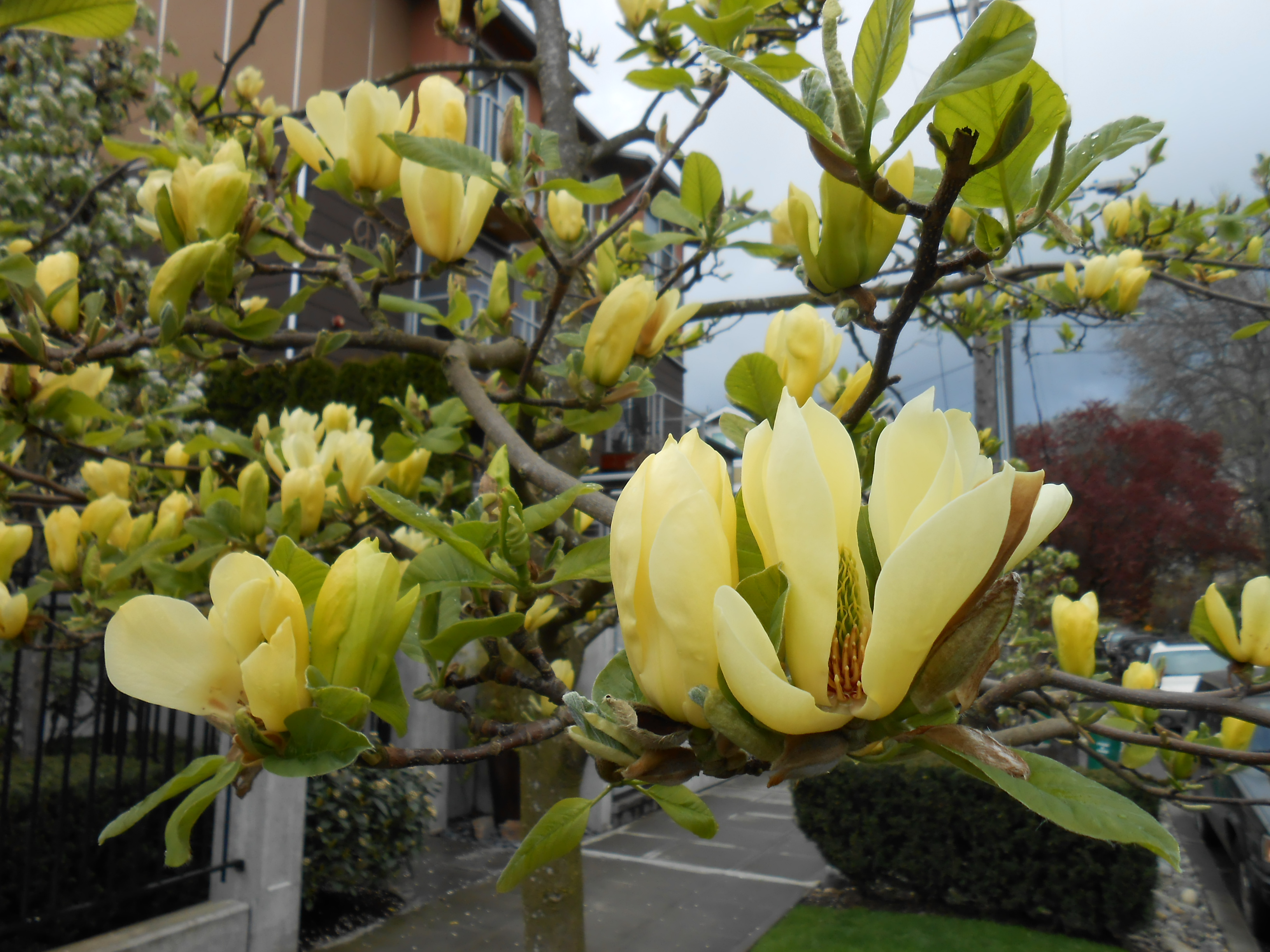 Butterflies Magnolia Flower