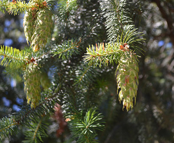 Douglas Fir