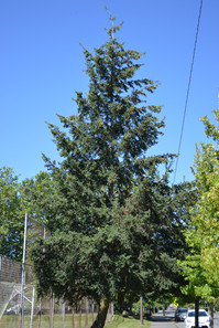 Douglas Fir