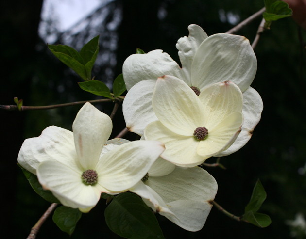 Closeup of Eddie's White Wonder Dogwood flowers