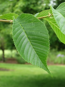 Emerald Sunshine Elm