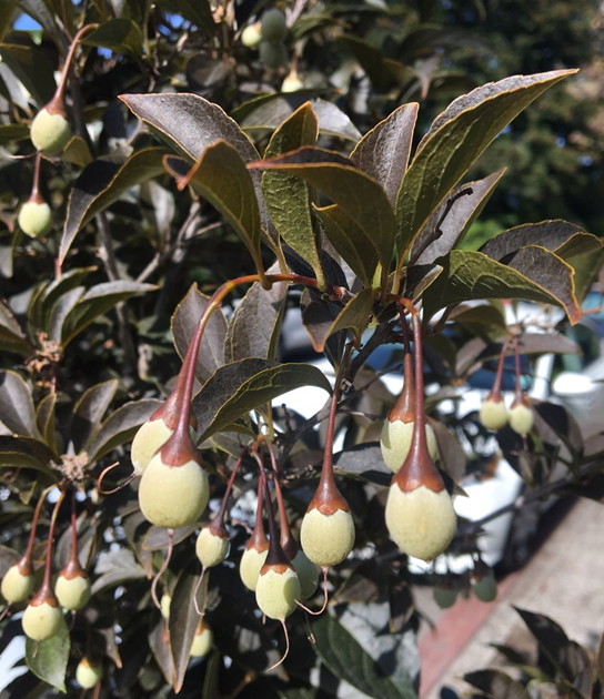 Fruit: A gray-green, egg-shaped drupe that hangs from a long stem and matures in late summer. The darker calyx on top with its wavy margin, looks like a hat.  