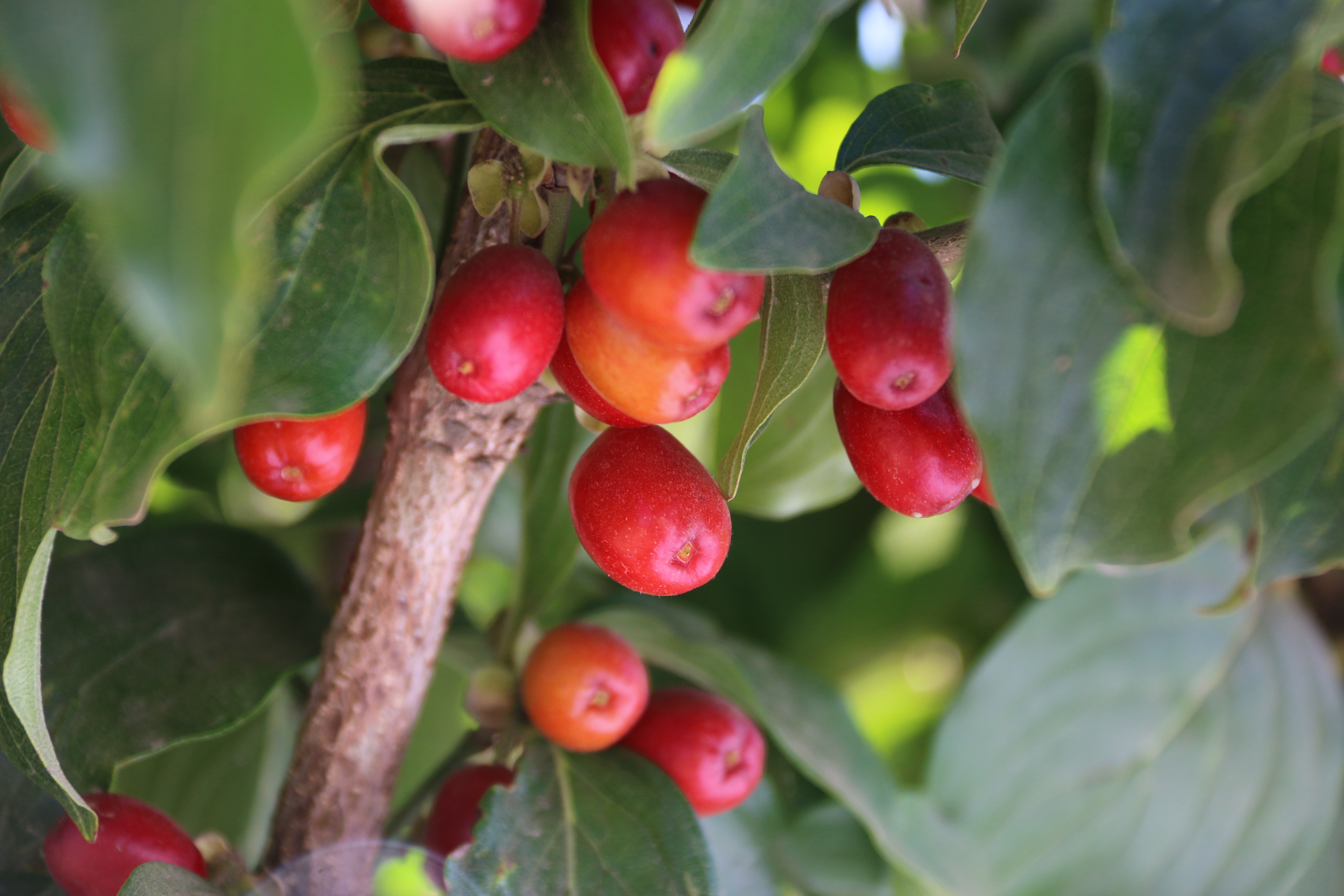 cornelian dogwood fruit