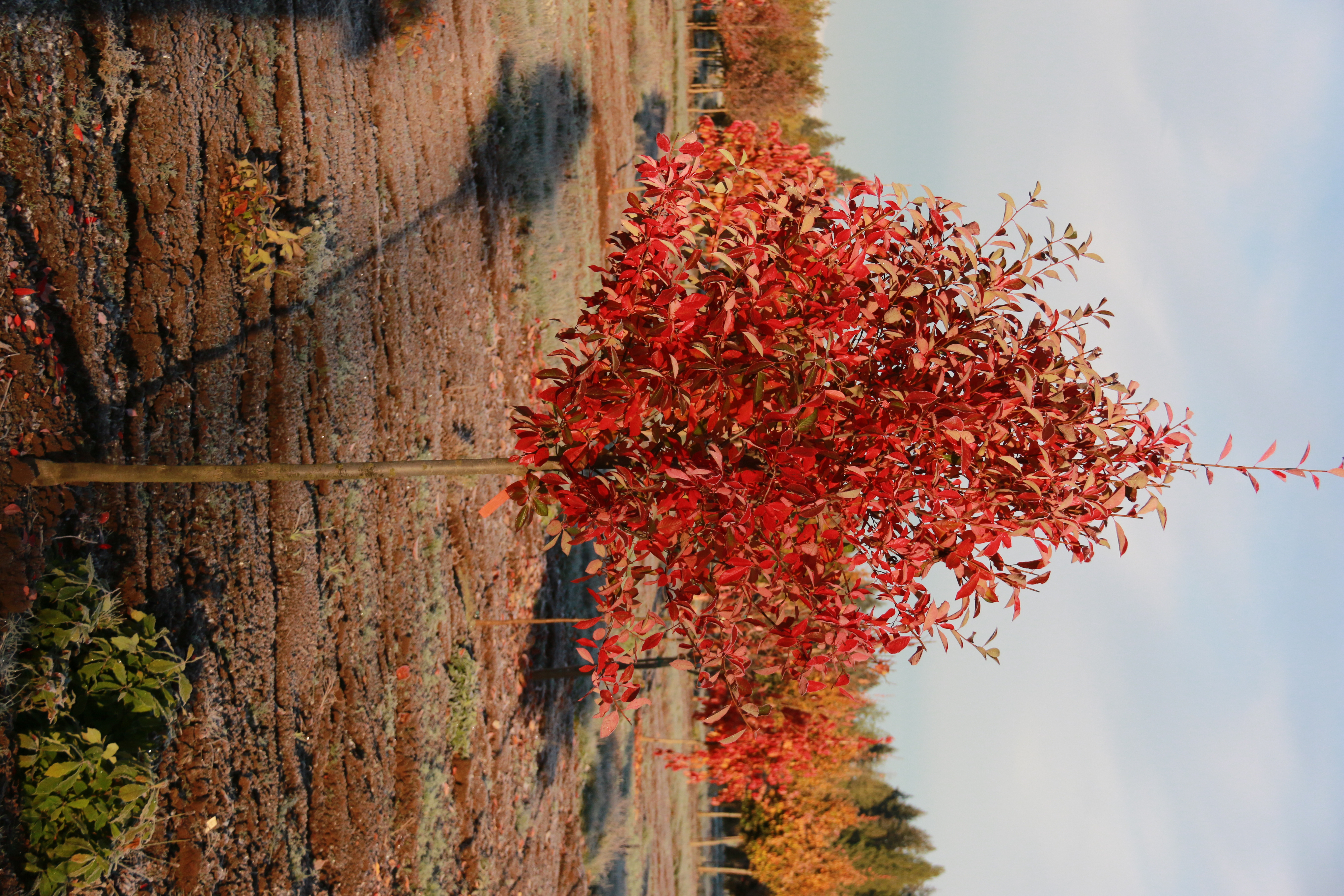 Green Gable Black Tupelo fall foliage