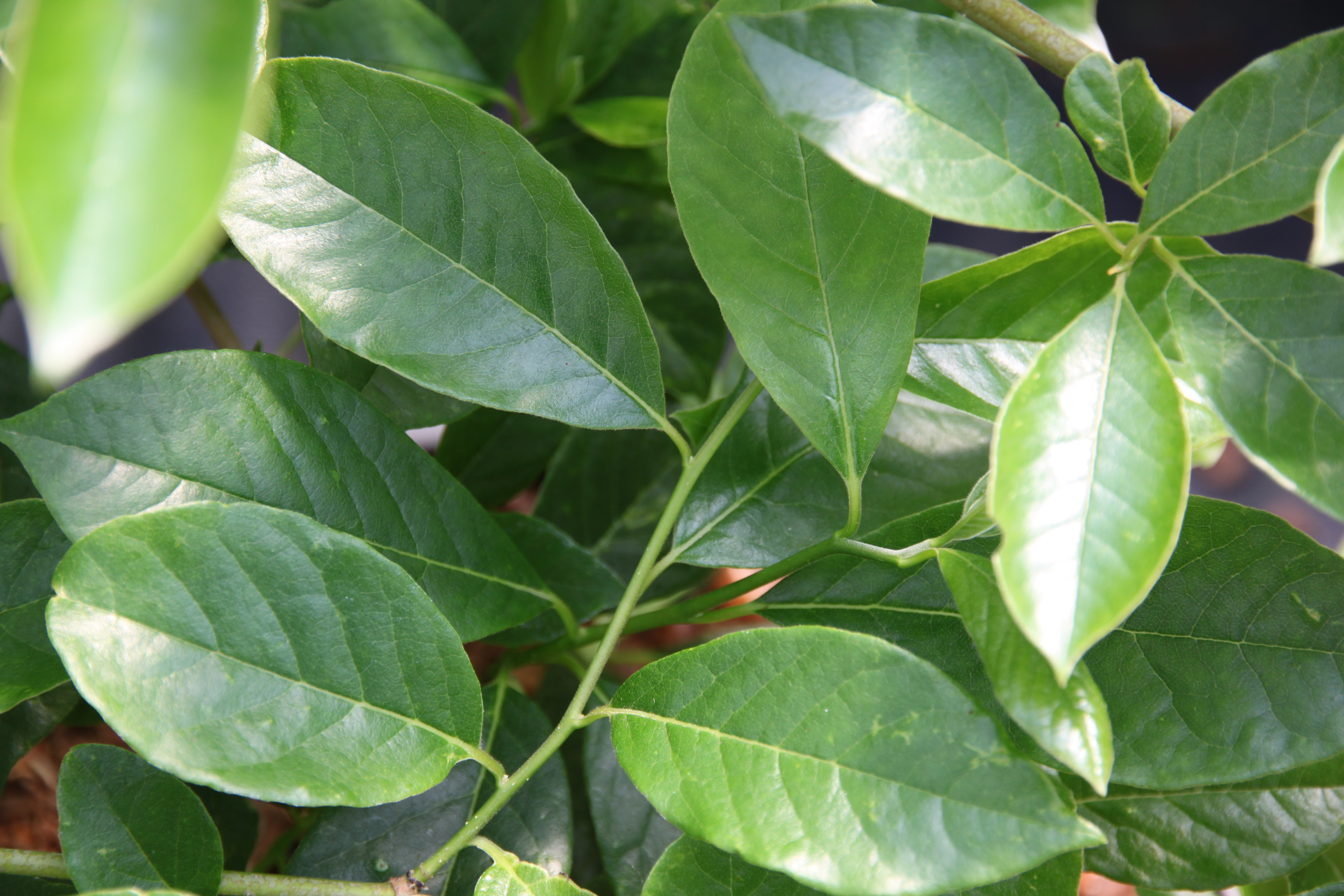 Green Gable Green Leaves