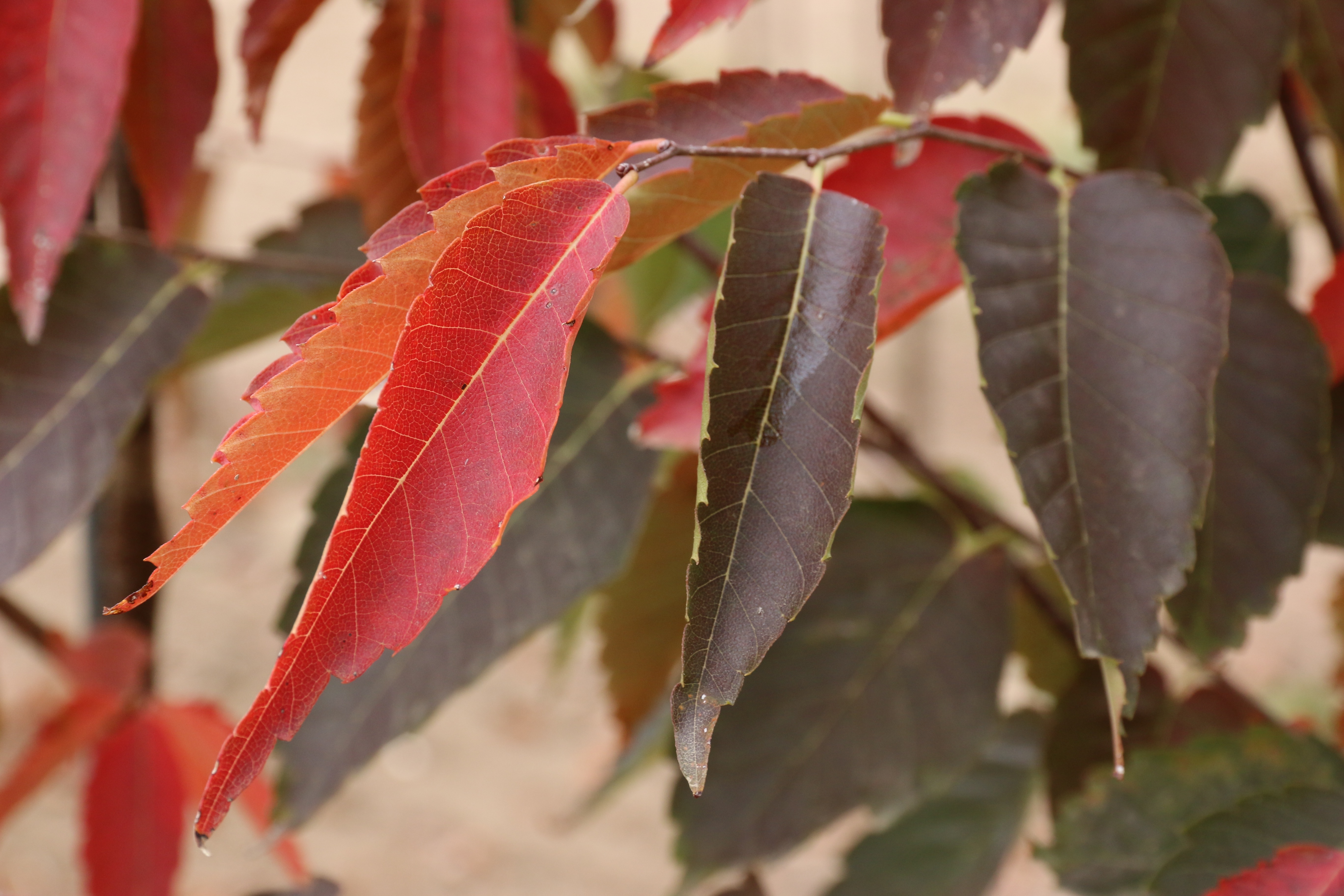 Green Vase Zelkova fall leaves