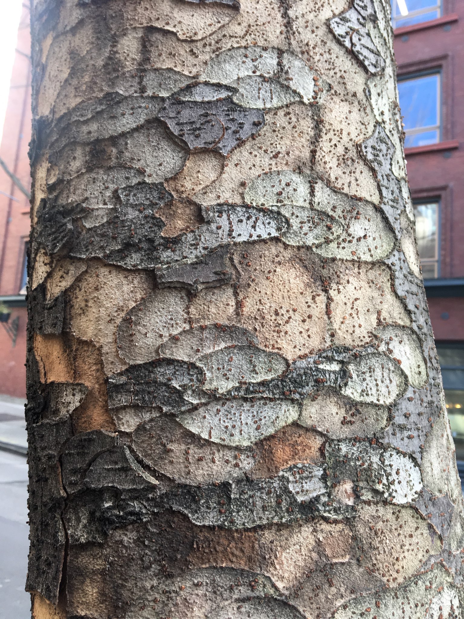Green Vase Zelkova Bark