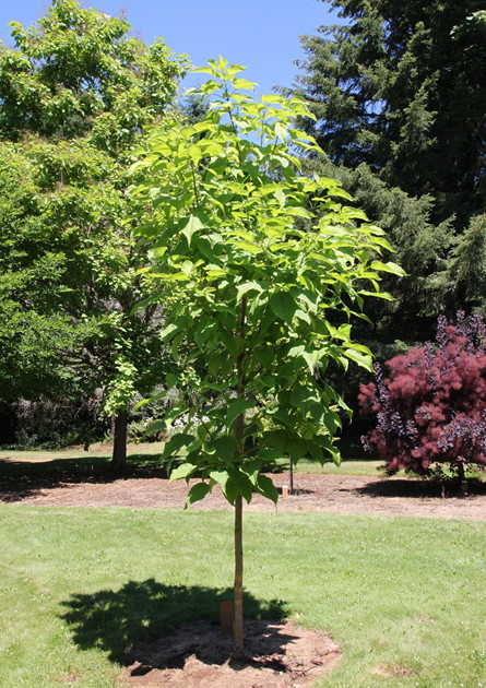 young Heartland Catalpa growing in open space