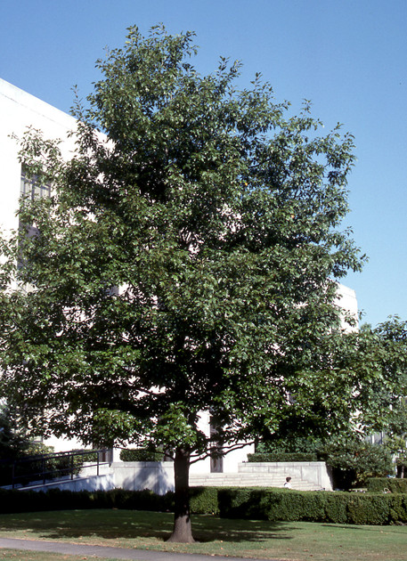 Red Oak in front of building