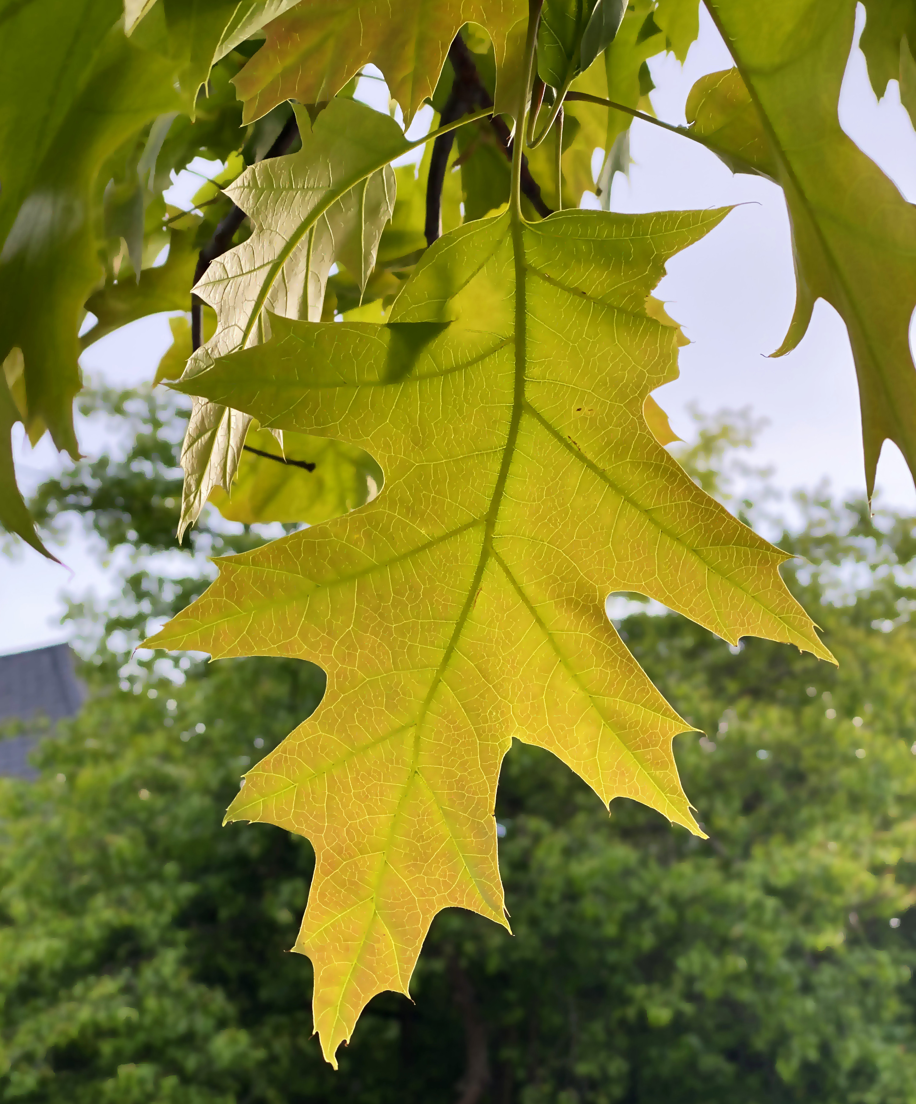 Closeup of Red Oak leaves with summer color
