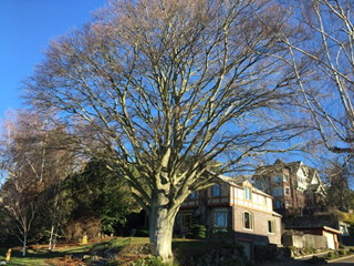 Rivers Purple European Beech