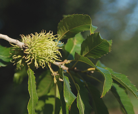 Sawtooth oak acorn