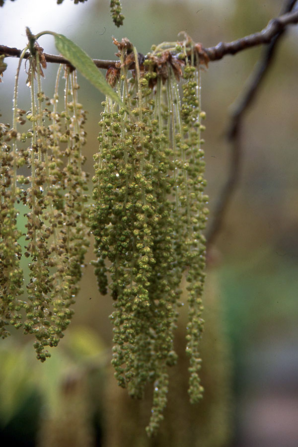 Sawtooth Oak catkins