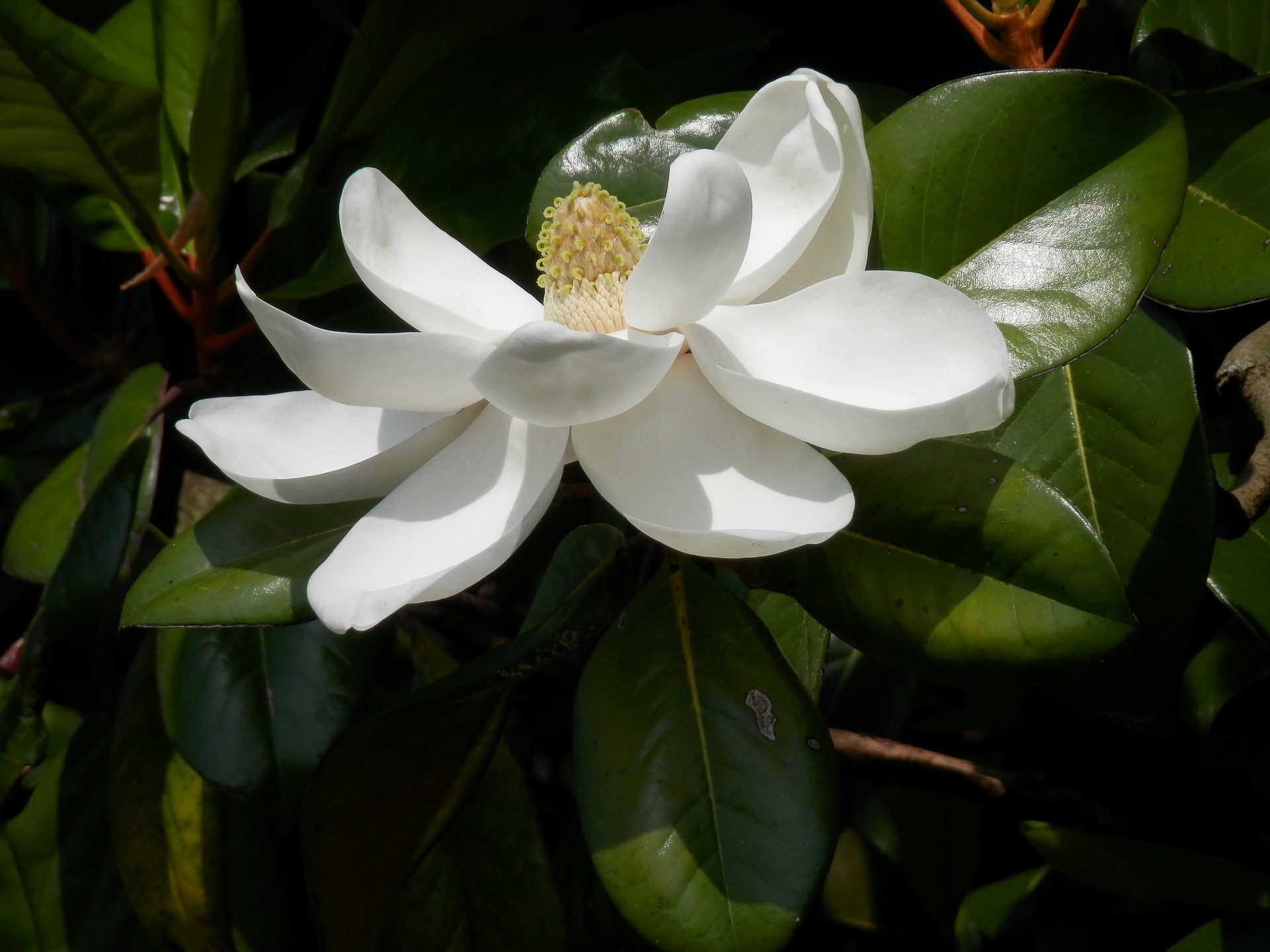 Southern Magnolia