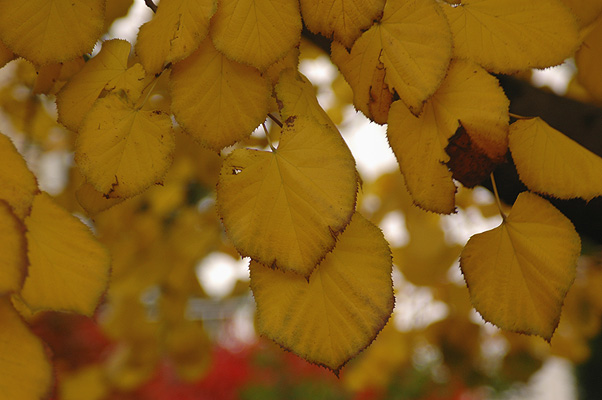Silver Linden Fall Leaves