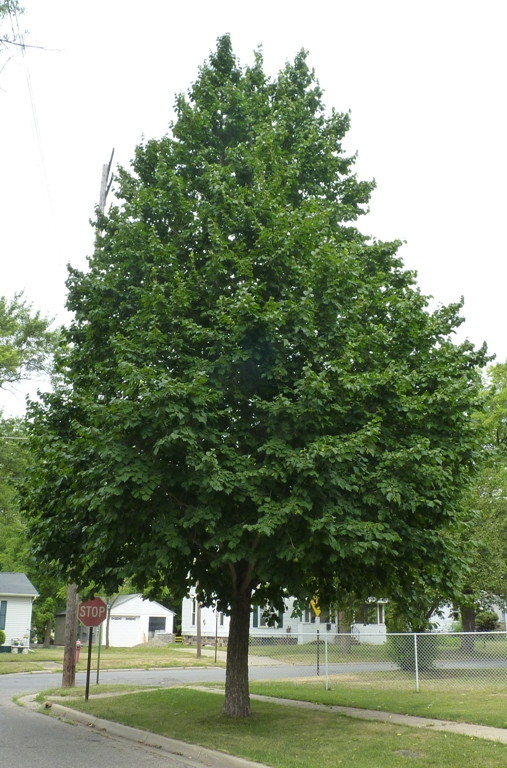 Turkish Filbert Mature Tree Green