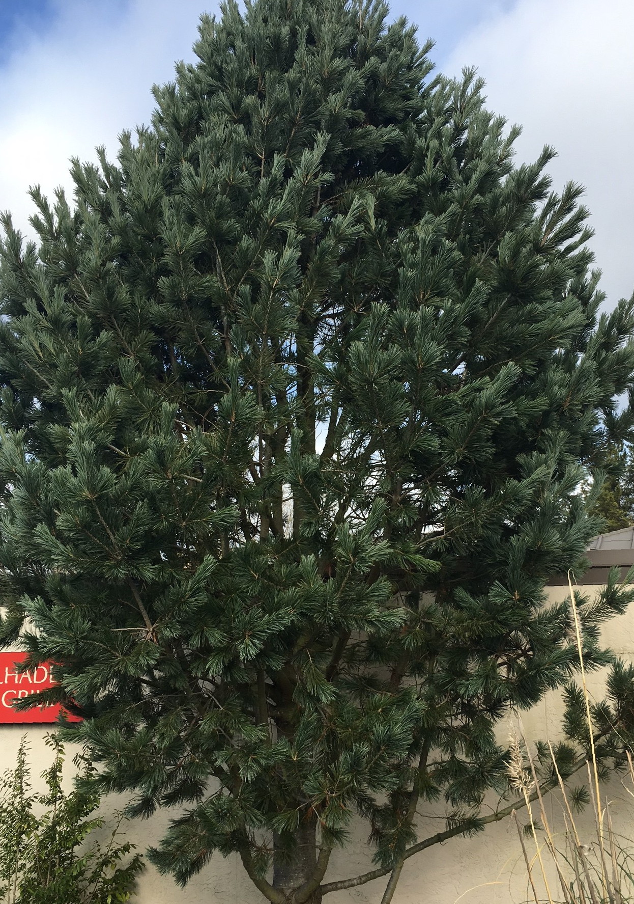 Vanderwolf's Pyramid Limber Pine Mature Tree