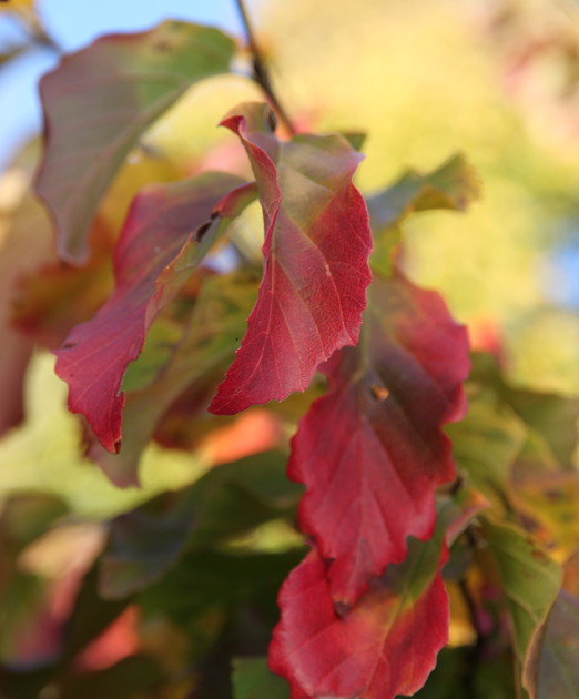 Leaves emerge tinged in purple, they turn lustrous green in summer before turning to variable shades of yellow, orange, and red in fall
