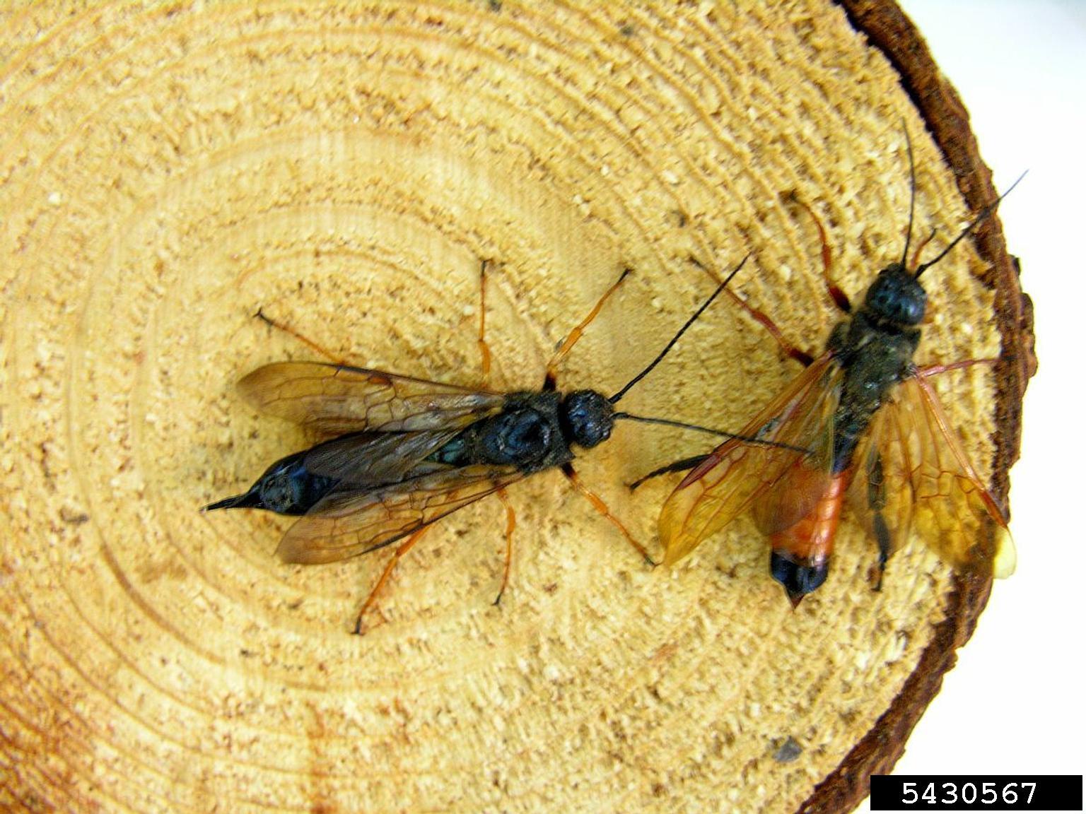 Photo credit: Vicky Klasmer, Instituto Niconal de Technologia Agropecuaria, bugwood.org