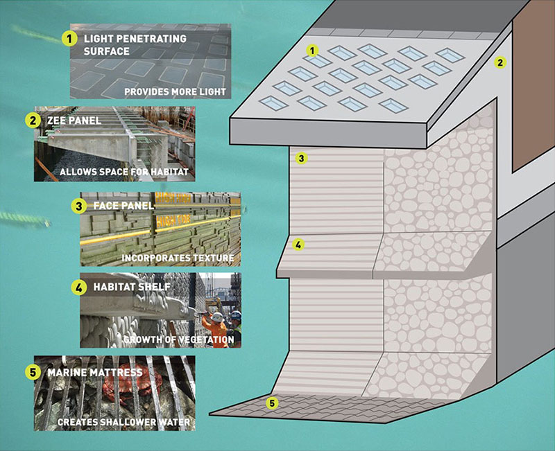 Graphic showing the layers of the Seawall: the first is a light penetrating surface, then a zee panel that allows space for habitat, a face panel that incorporates texture, a habitat shelf that allows for vegetation to grow and a marine mattress that created shallower water