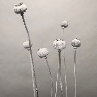 Black and white photo of opium flowers.