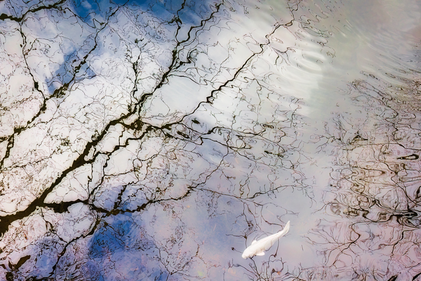 Koi Pond Dream by Katsuyuki Shibata