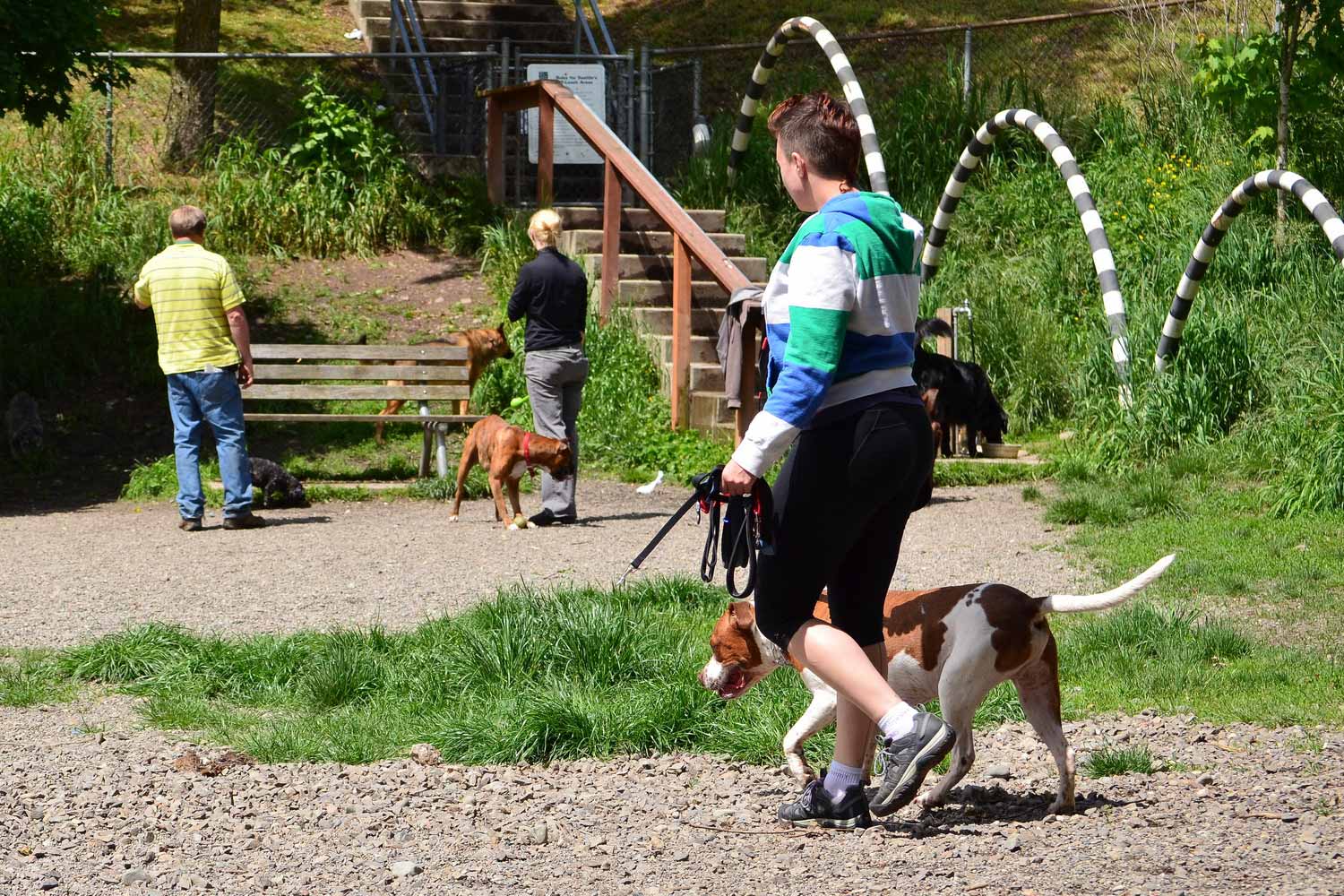 Dogs and people interacting at Dogs at Blue Dog Pond off-leash area