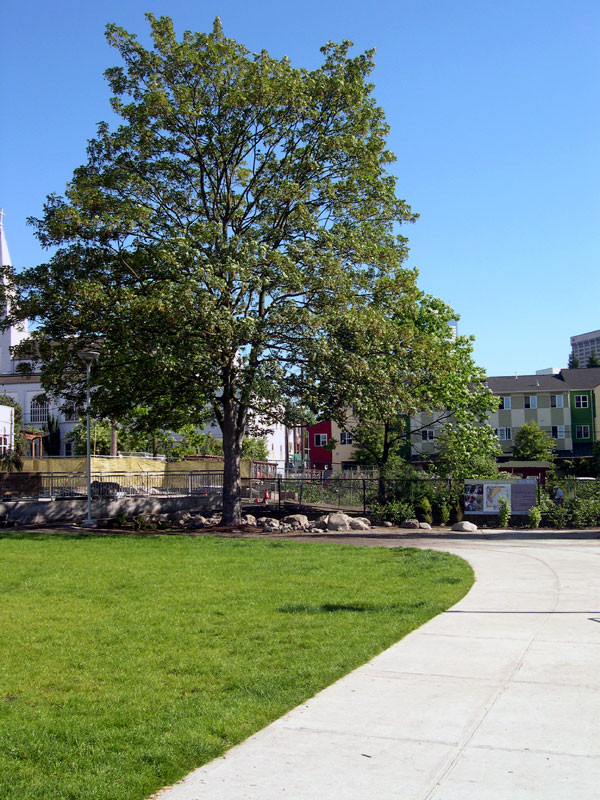 Cascade Playground trees and lawn