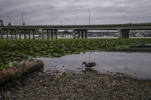 East Montlake Park water views