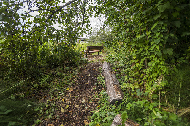 East Montlake Park path to bench