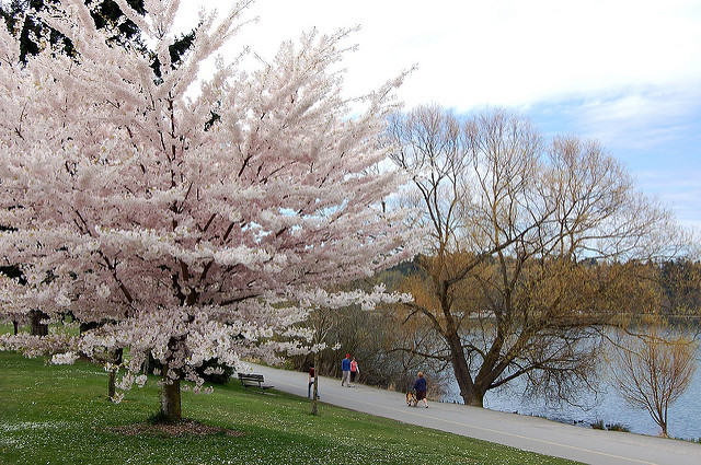 Green Lake Park path