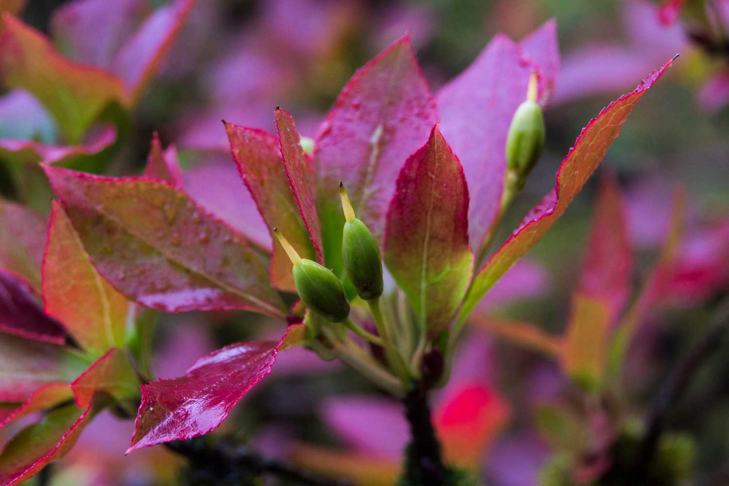 Close-up of flower at the Seattle Japanese Garden - photo by David Okrent