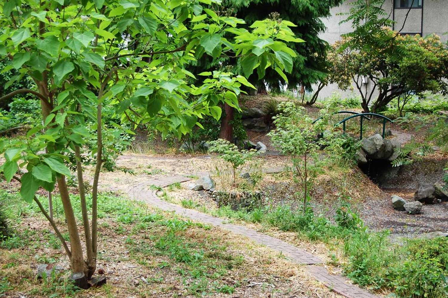 Katie Black's Garden plant life - photo by Laurel Mercury