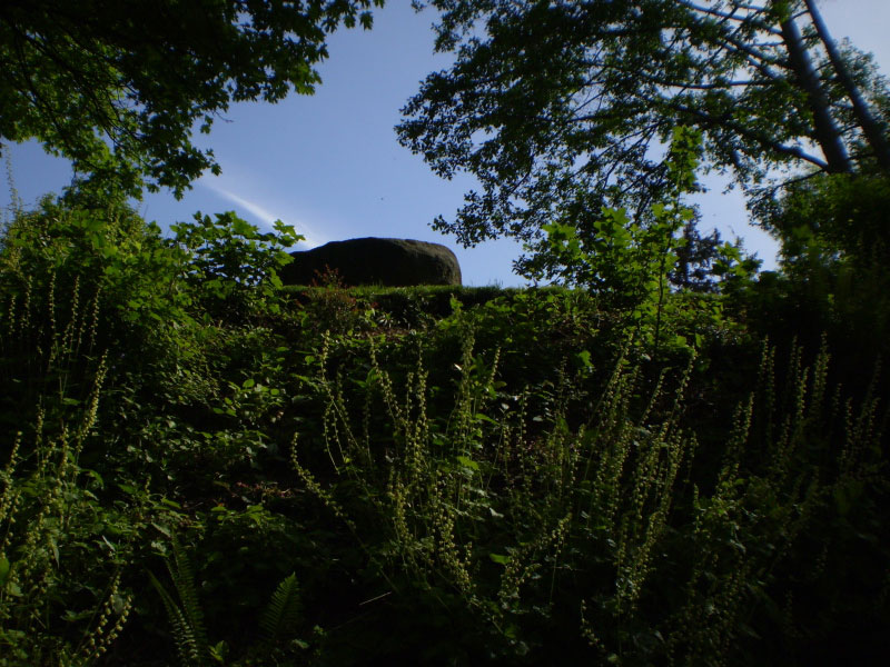 Lake People Park (Xacua'bs) plants